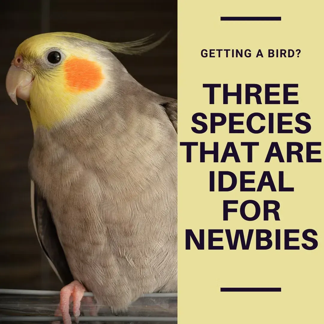 Pet birds for newbies graphic