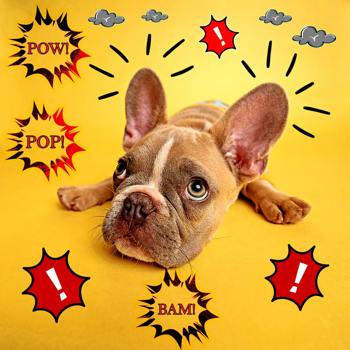 Understanding Canine Fears: From Vacuum Cleaners to Fireworks