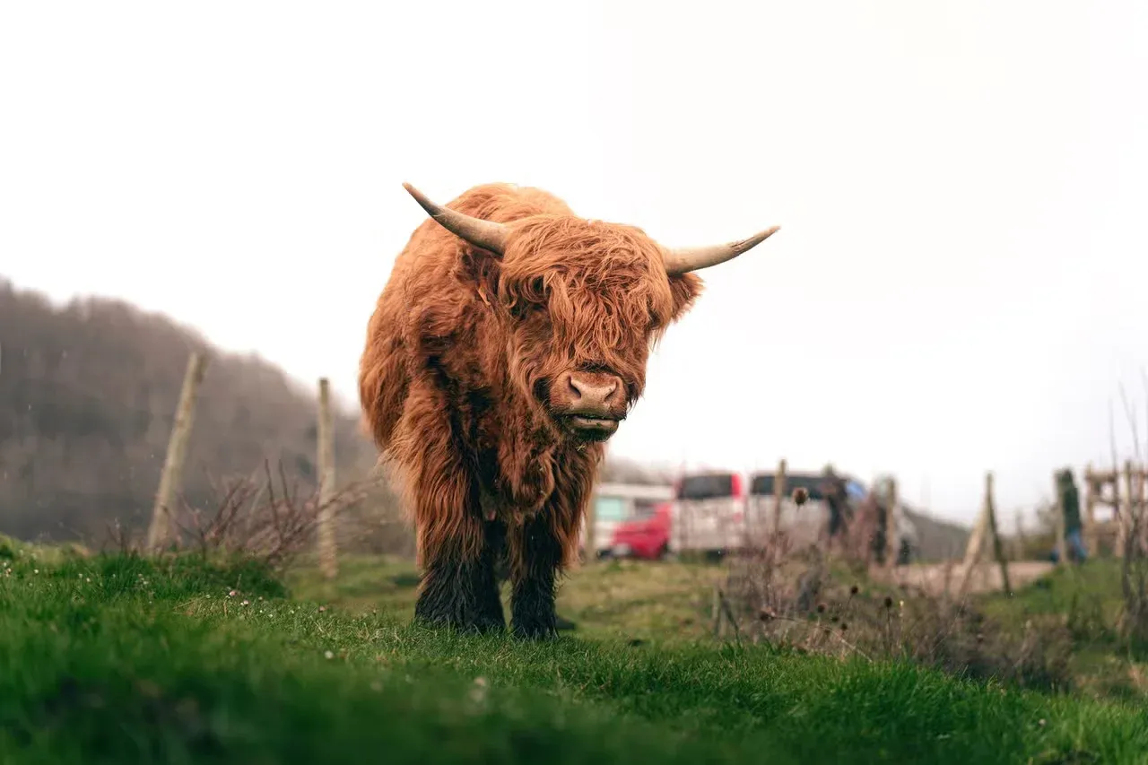 A cute Highland cow on a misty day.
