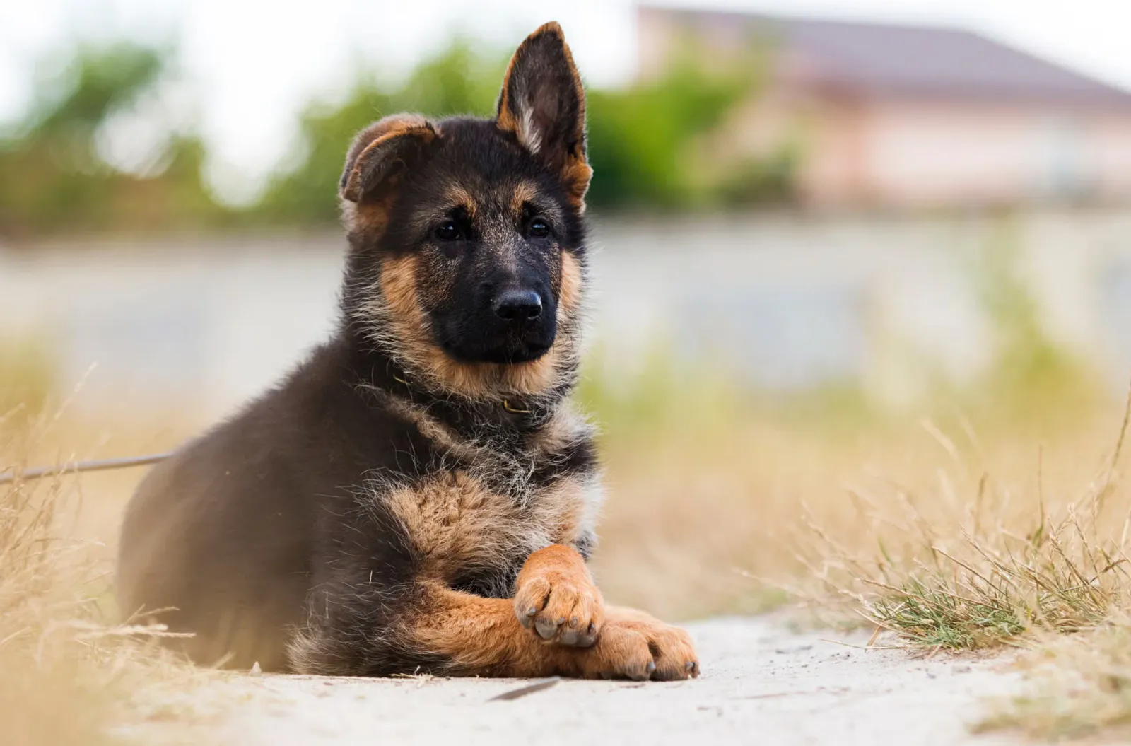 German Shepherd puppy laying on the ground outside