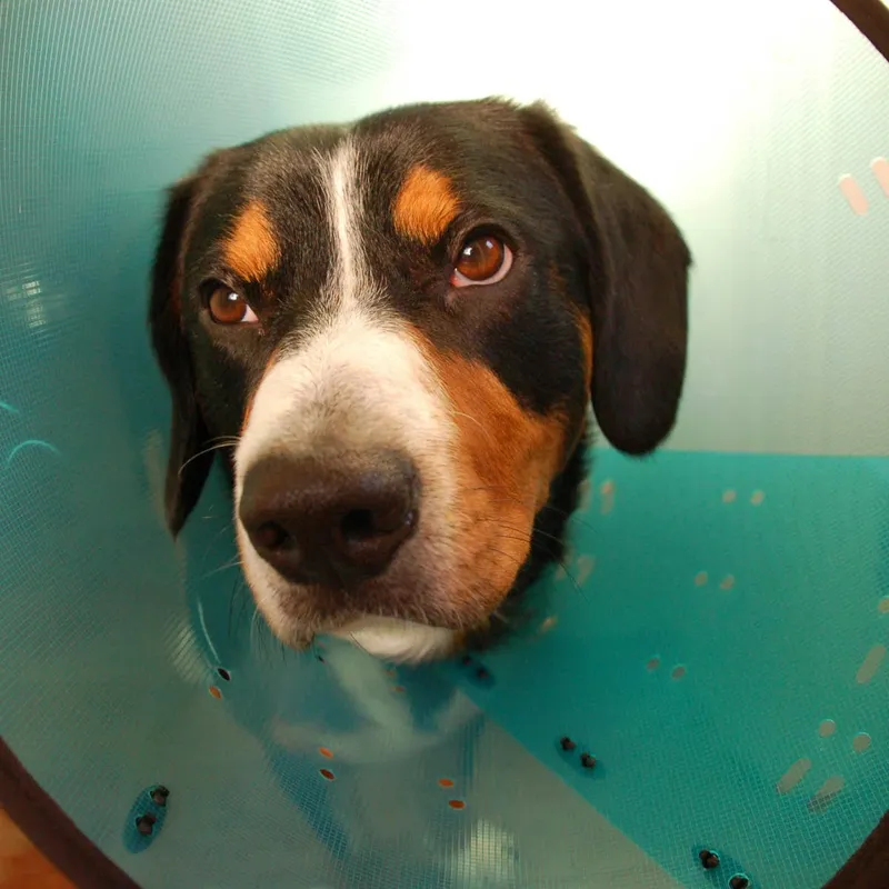Comparing Dog Recovery Collars: Beyond the Plastic Cone