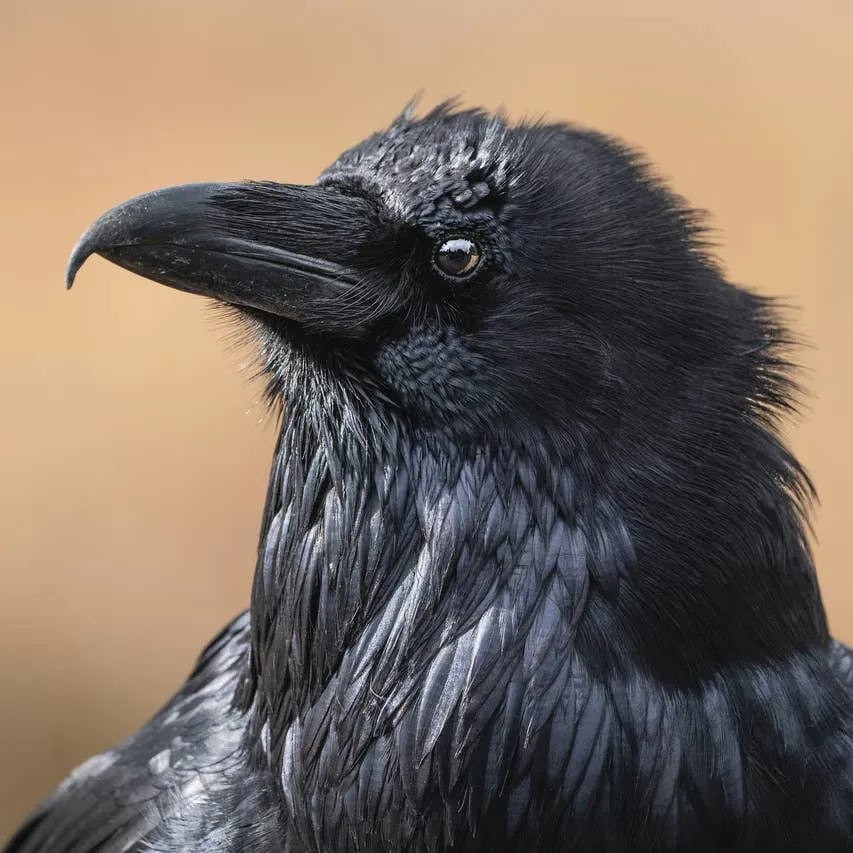 Building a Bond with Crows: A Practical Guide to Earning Their Trust