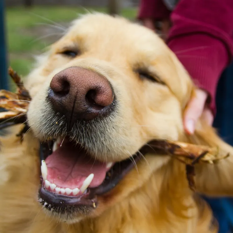 TikTok Erupts as Golden Retriever Hauls Giant Branch to Lady Gaga's 'Telephone'