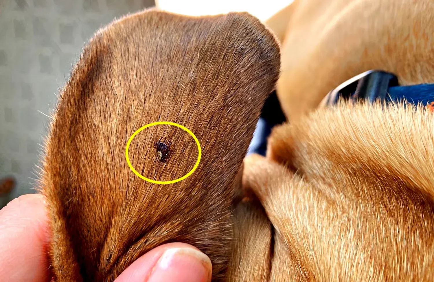 Dog with a tick embedded in its ear