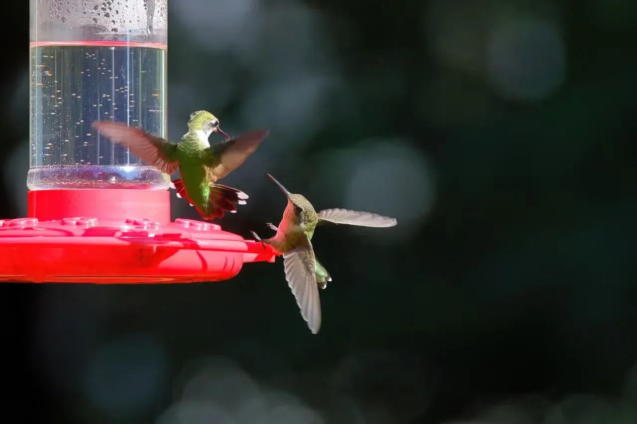 Two hummingbirds meeting at a hummingbird feeder.