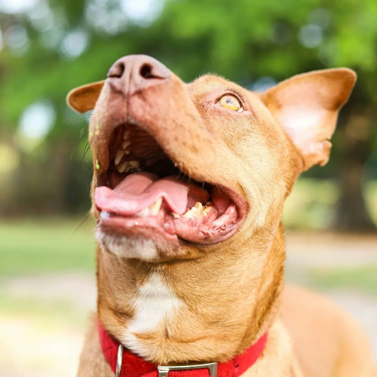 Pit Bull's Dedication to His Pup Cup Is Truly Something Else