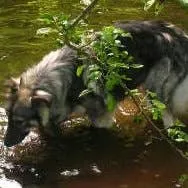 American Alsatian: A Wolf-Like Canine With a Gentle Disposition