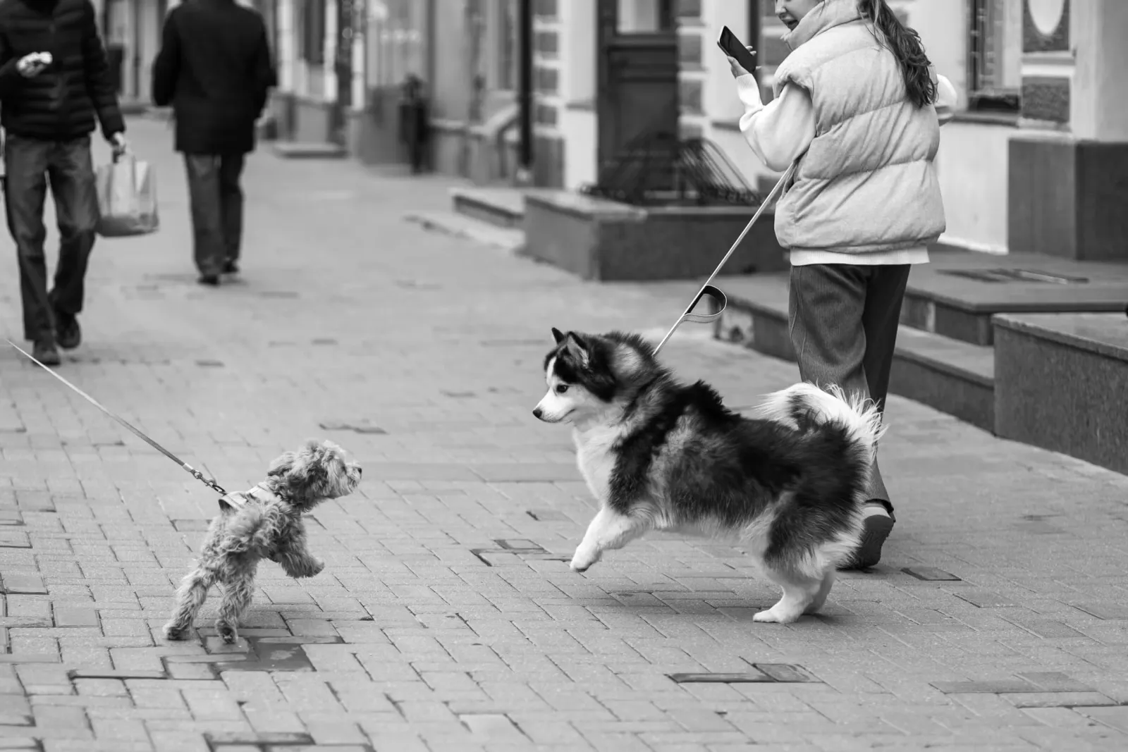 Tow dogs reacting to each other on a walk
