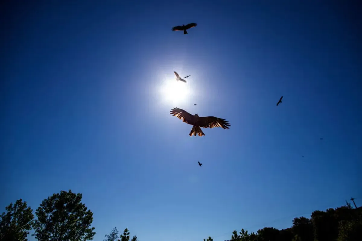 If a hawk keeps flying over your house, there's usually a reason.