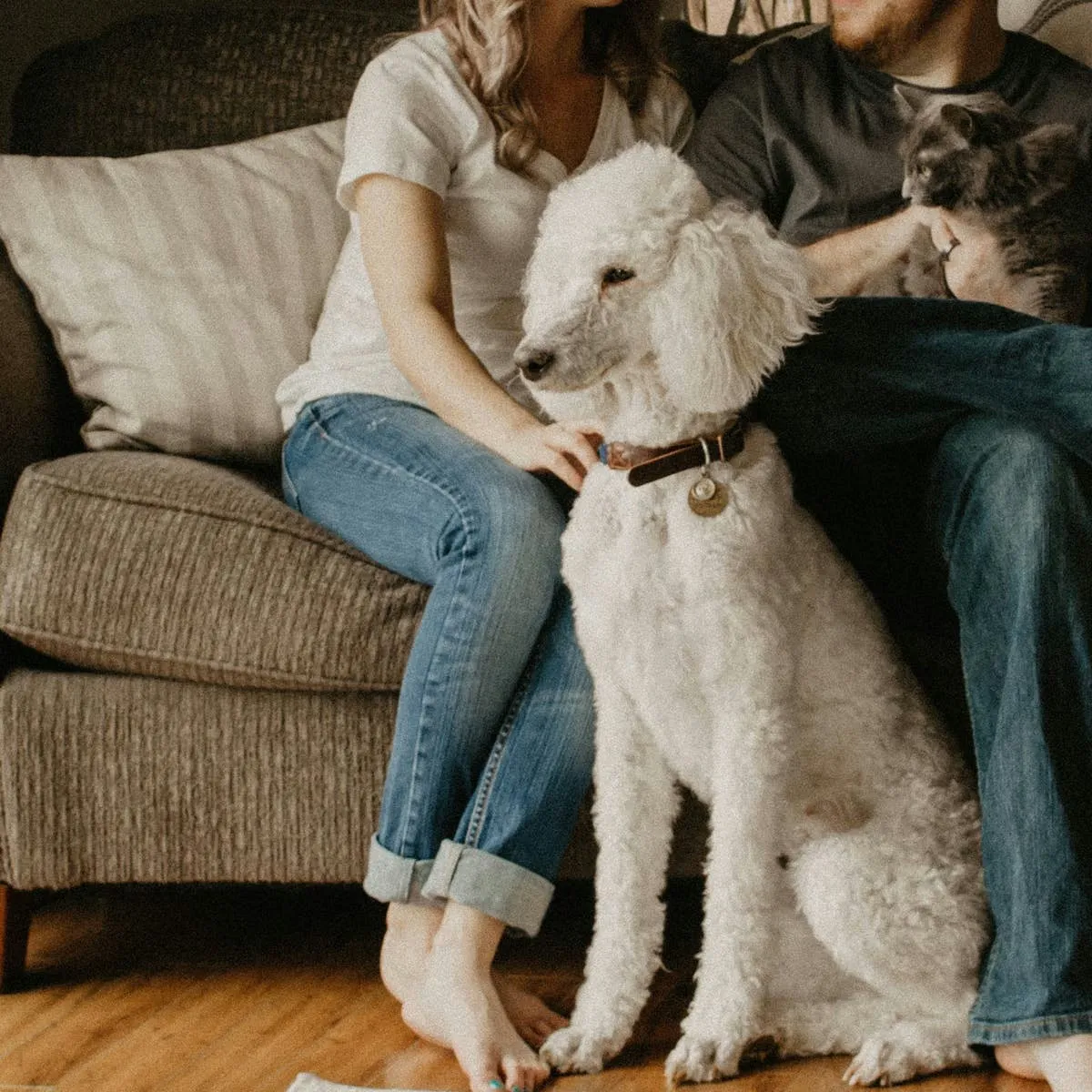 When Affection Between Humans Triggers Canine Interruption