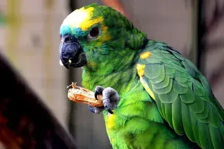Green Indian parrot eating a nut