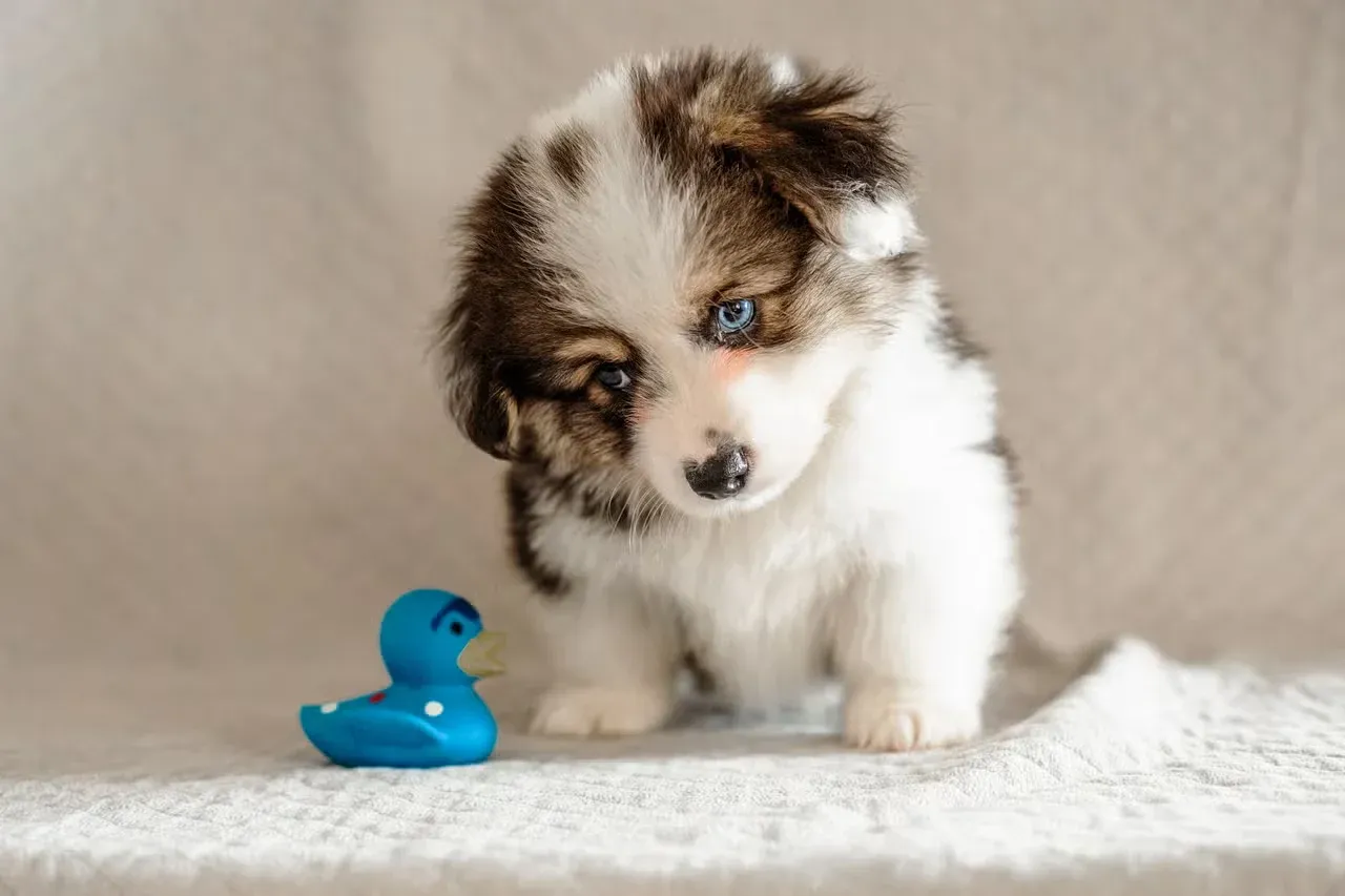A teeny blue-eyed Corgi next to a blue rubber ducky.