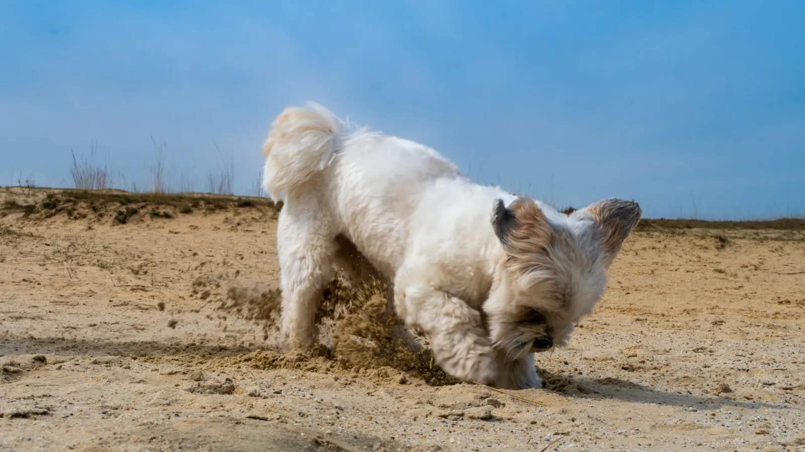 Dog digging in the sand