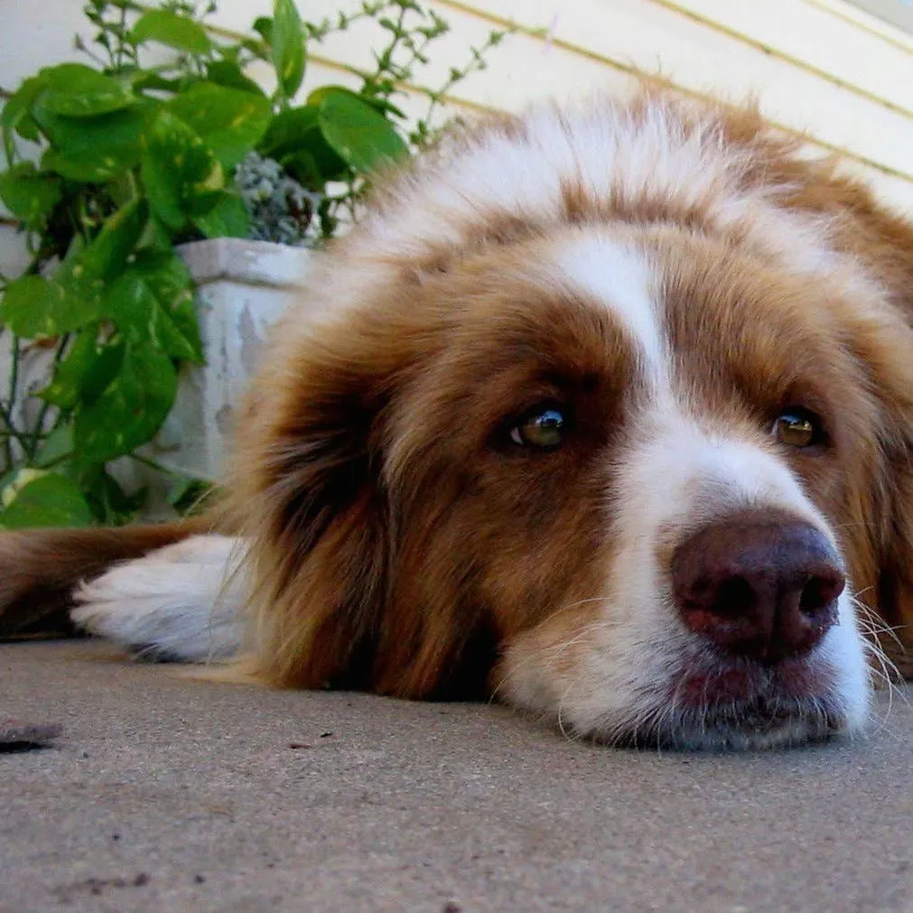 Zylkene for Pets: A Non-Prescription Option for Stress Management