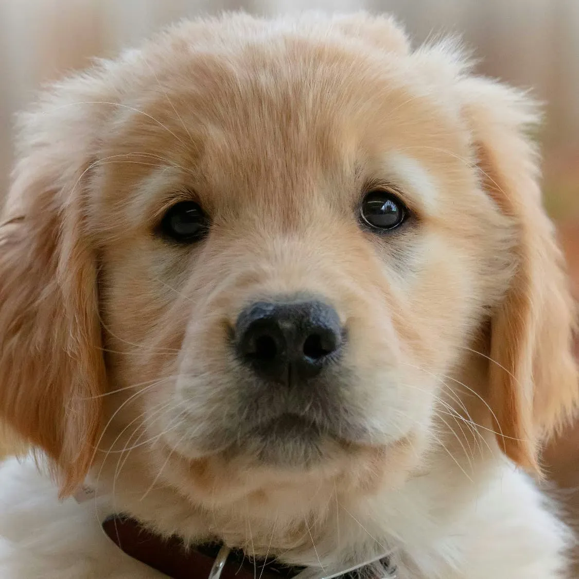 Simple Changes to Potentially Extend Your Golden Retriever's Years