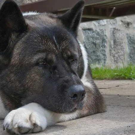 Canine Devotion: Tales of Dogs Who Would Not Leave