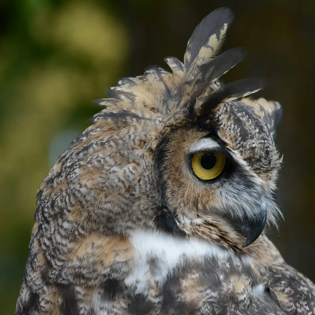 Watch: Barefoot Woman Rushes to Rescue Owl Trapped in a Well