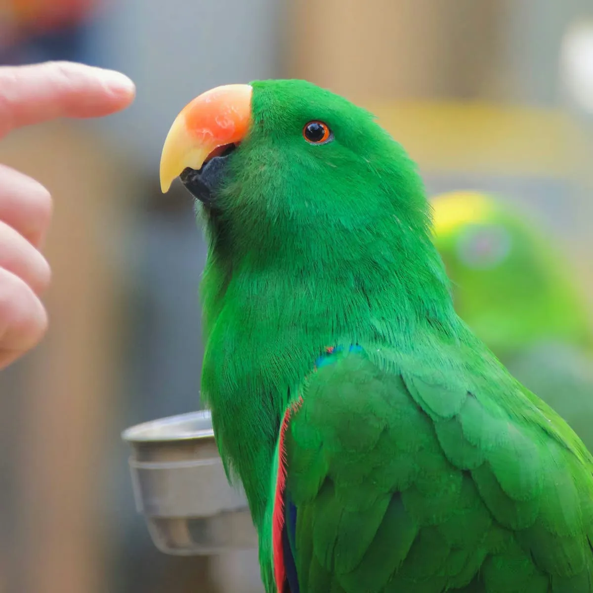 A Practical Guide to Encouraging Your Parrot to Speak