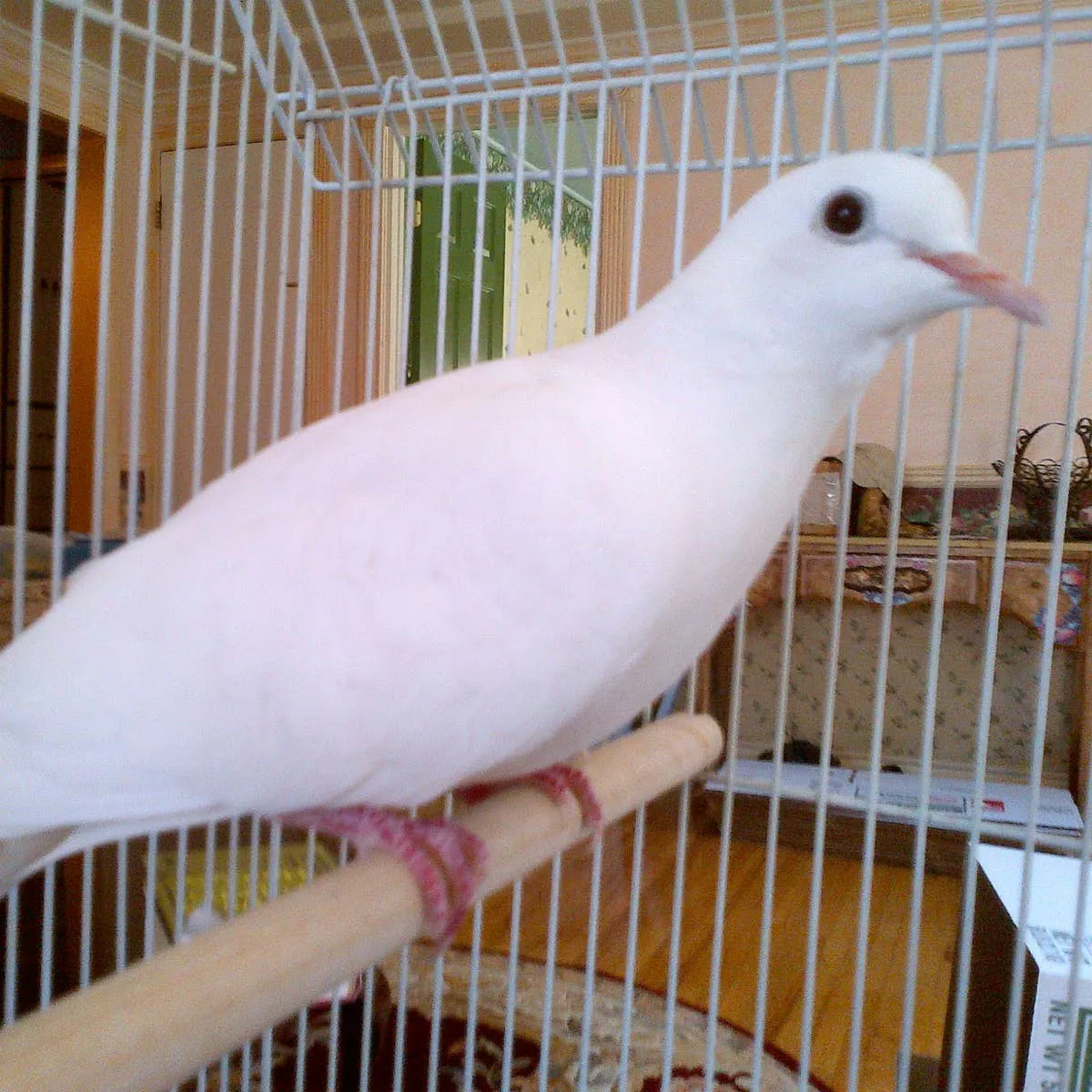 Java Doves as Companion Birds: A Comprehensive Care Guide