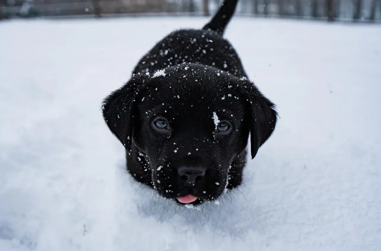 A black Labrador puppy playing in the snow.