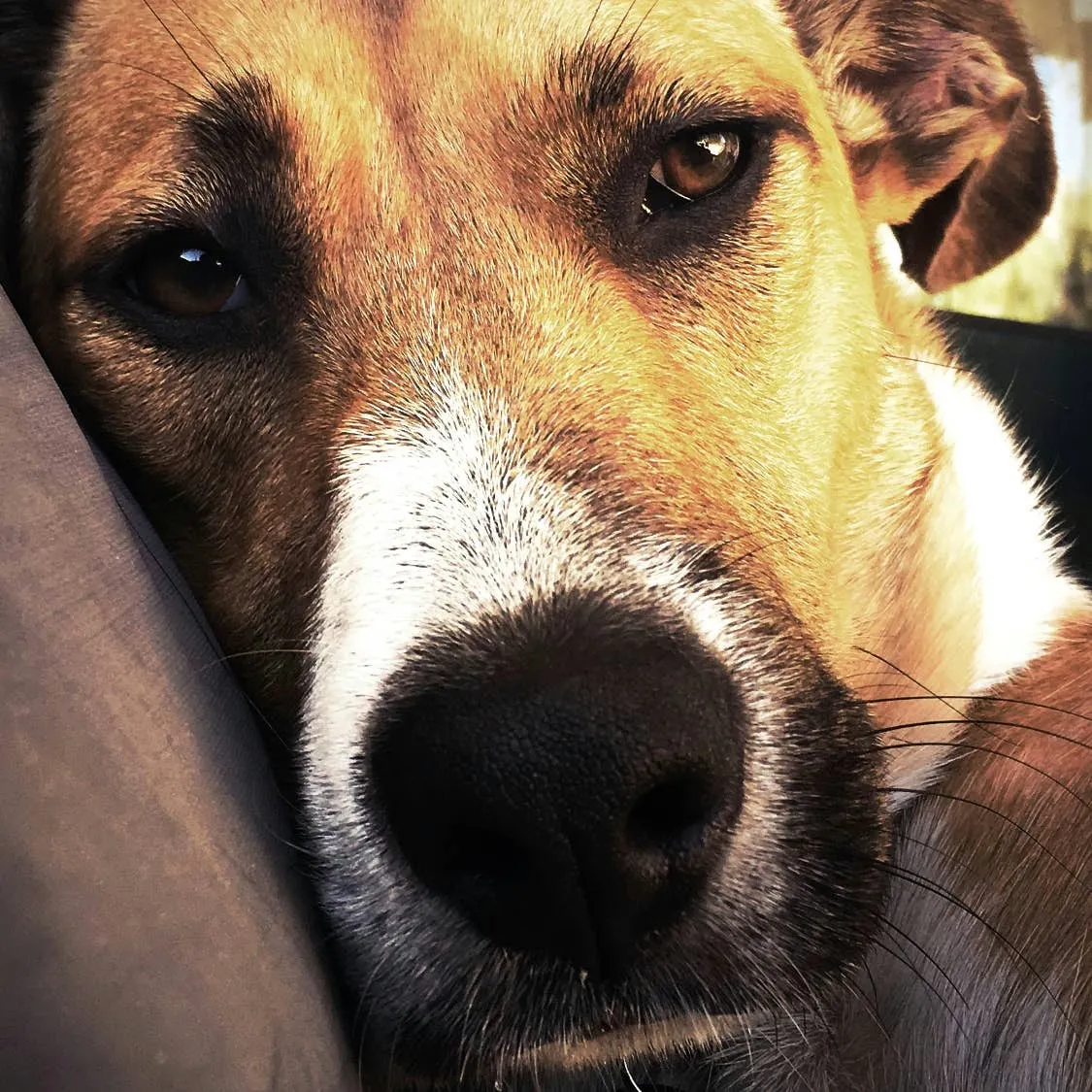 Dietary Strategies for Managing Colitis in Dogs: A Veterinarian's Perspective