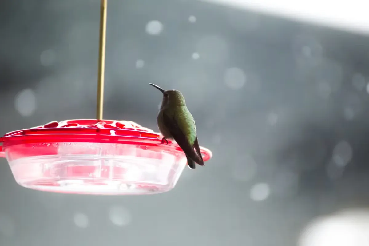 A full feeder won’t stop a hummingbird from flying south.