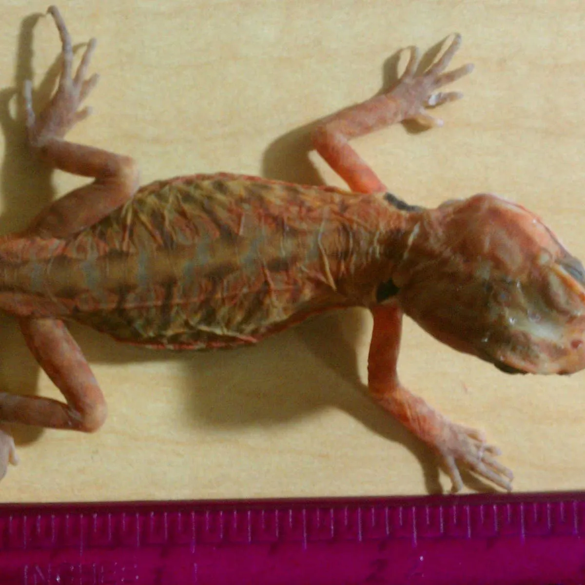 Managing Shedding in Silkback Bearded Dragons