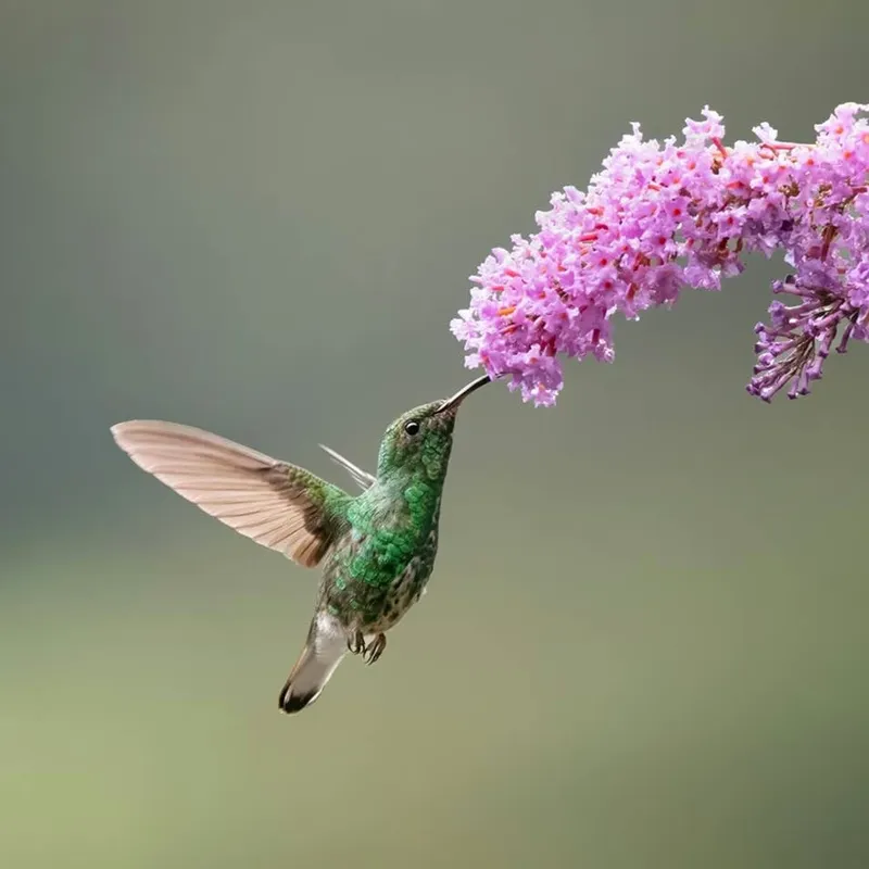 The Symbolic and Natural Meanings Behind a Hummingbird Sighting