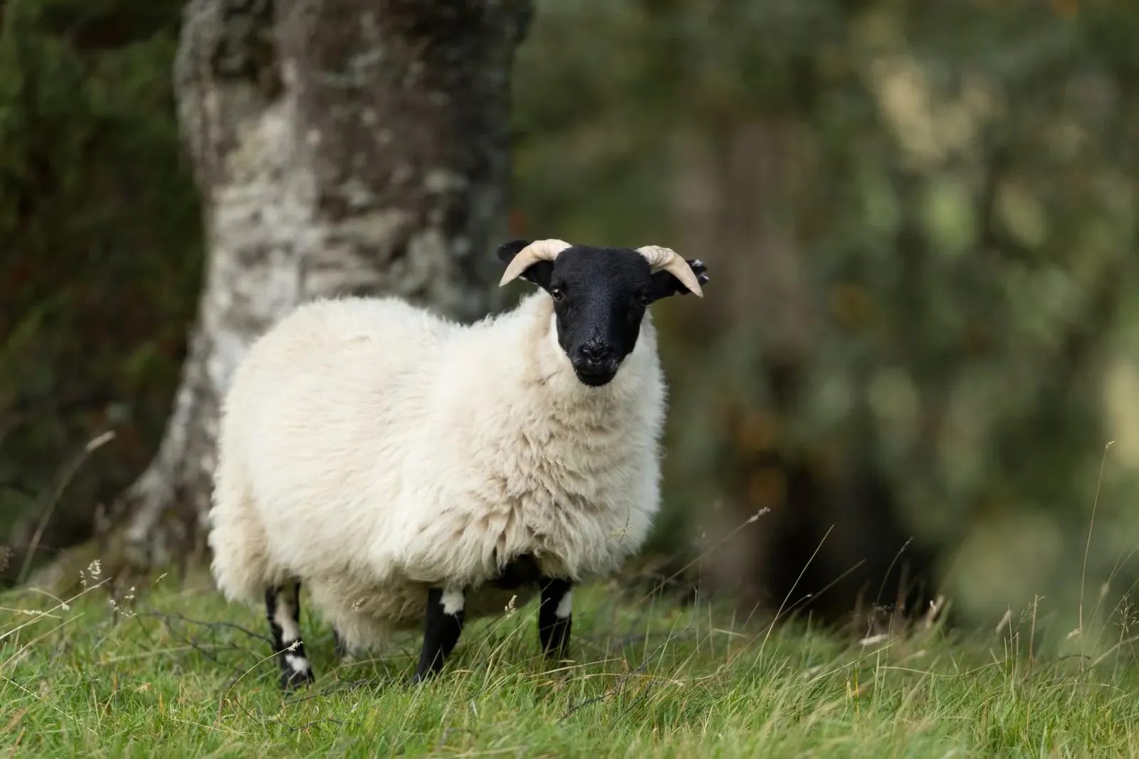 A male sheep outside with a cute name.