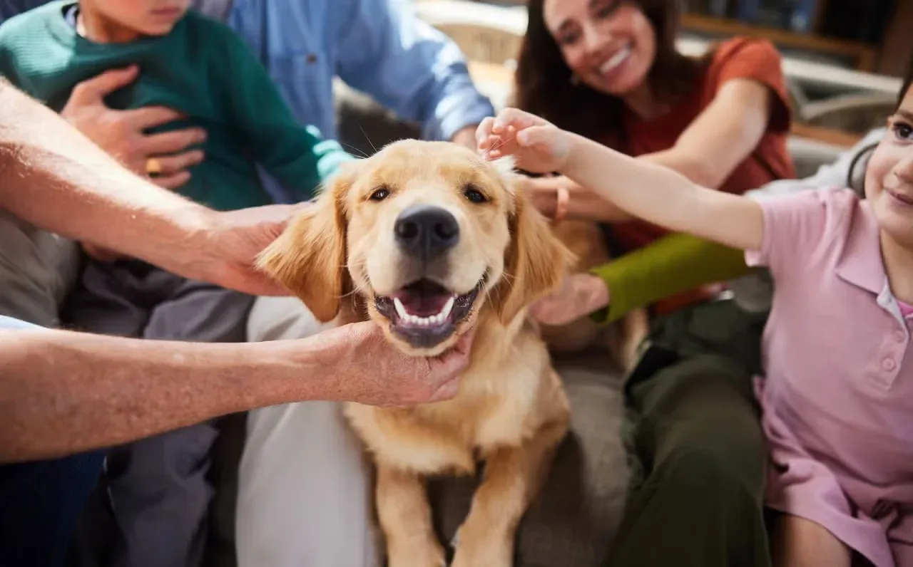 A smiling Golden Retriever getting pets from an entire family.