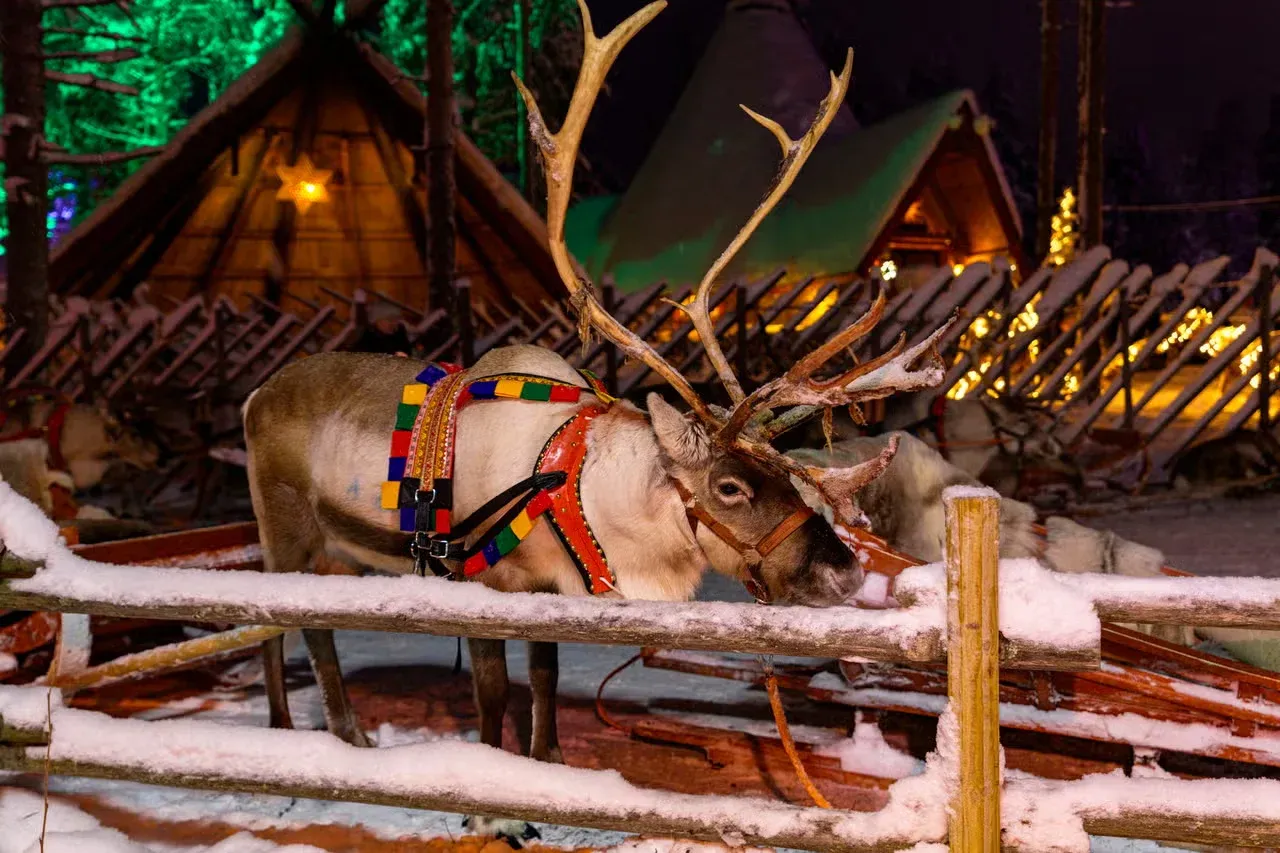 A reindeer at the Santa Claus Village in Rovaniemi, Finland.