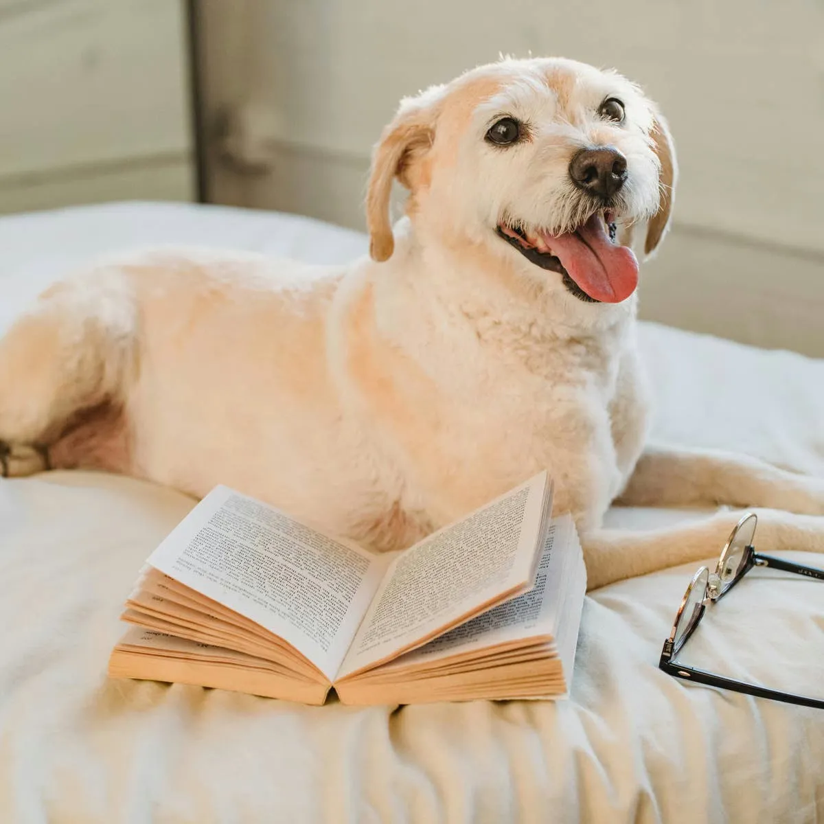 Decoding Canine Cognition: Three Scientific Investigations Into How Dogs Communicate With Humans