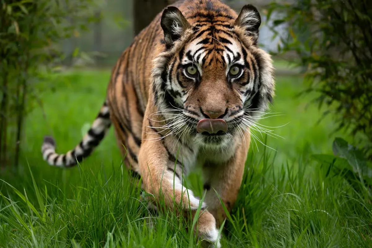 A tiger stalking through the grass.