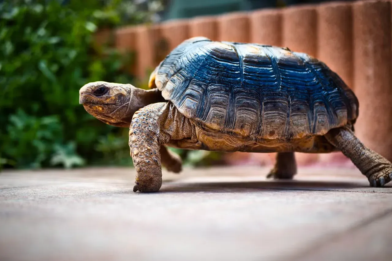 A tortoise going out for a walk.
