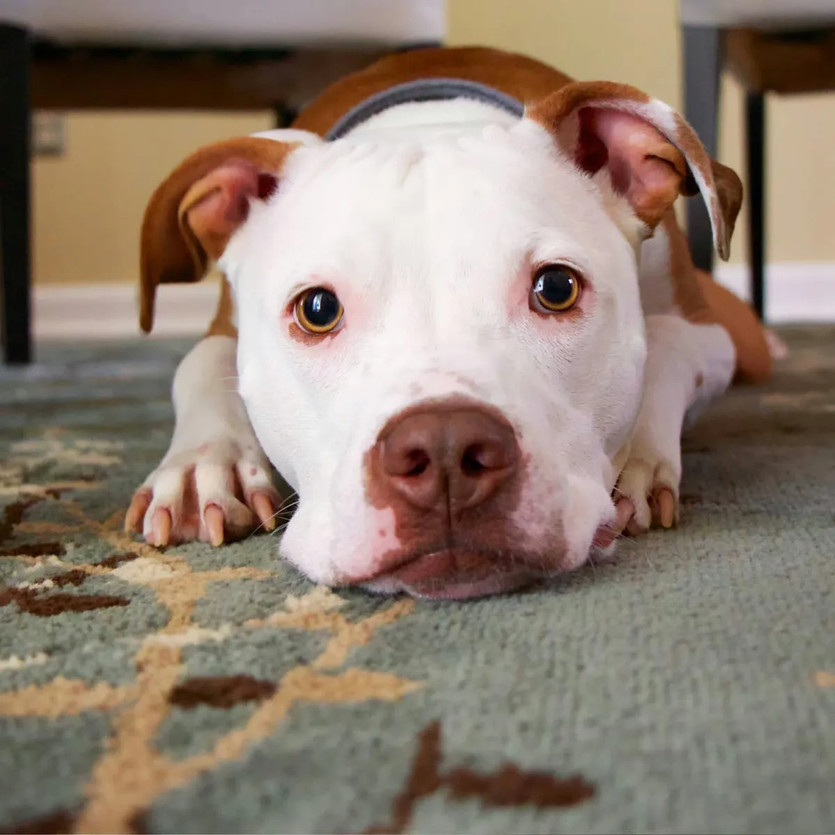 Black Diarrhea in Dogs: 13 Possible Reasons and What to Do