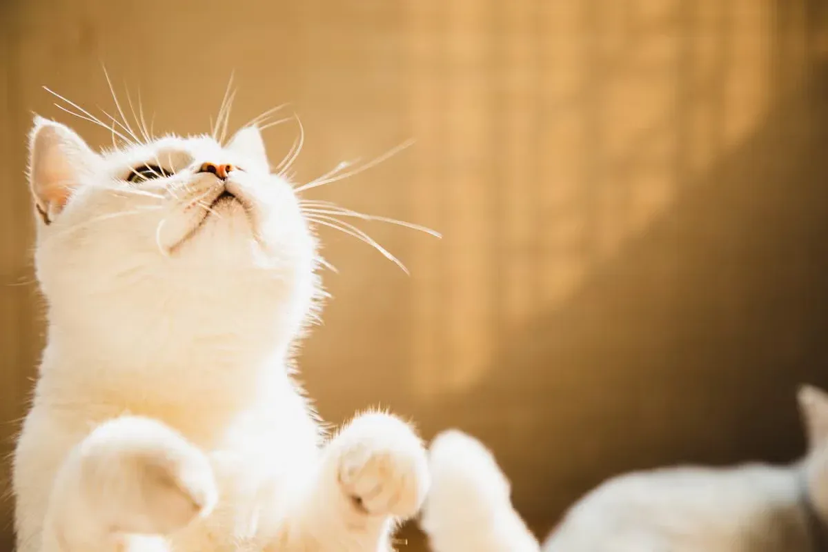 A cute, playful white shorthair kitten.