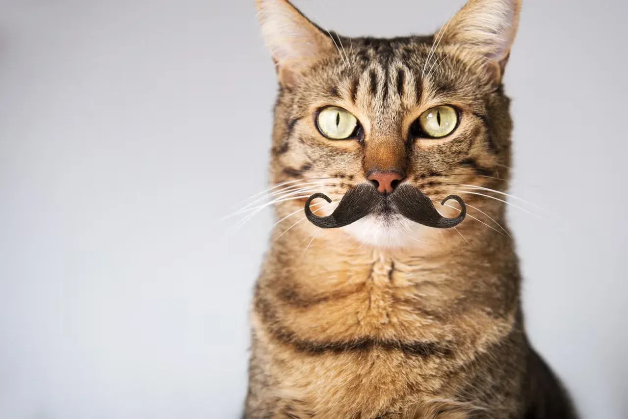 A funny old cat with a mustache.