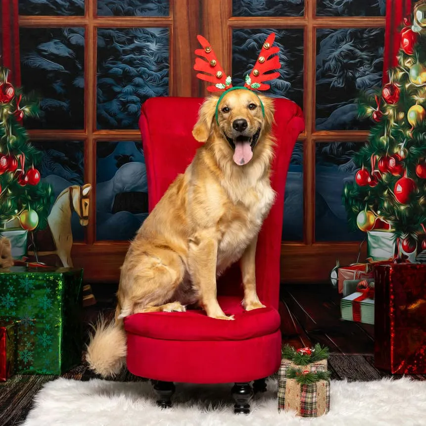 Holiday-Inspired Dog Names: Over 200 Ideas for Your Winter Pup