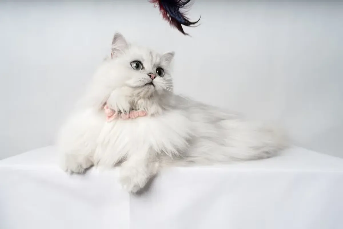 A fluffy white cat beneath a dangling feather toy.