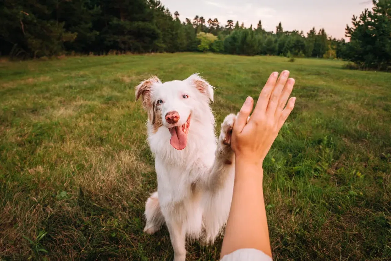 A dog feeling loved and high-fiving its owner.