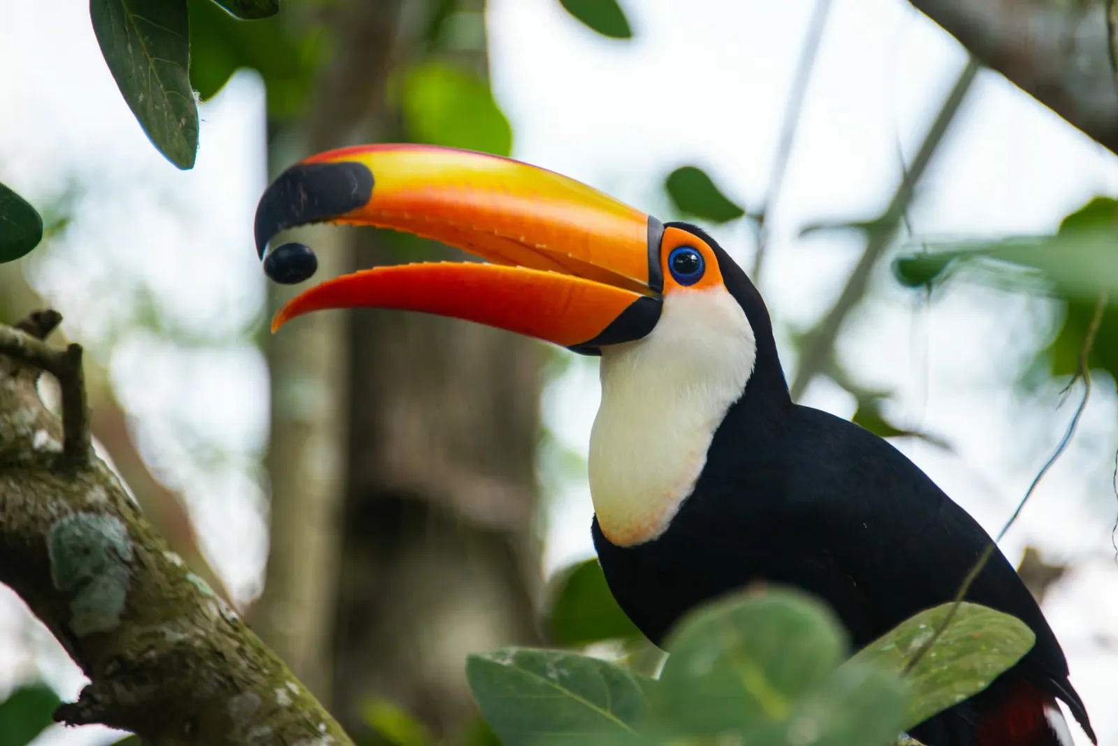toucan bird
