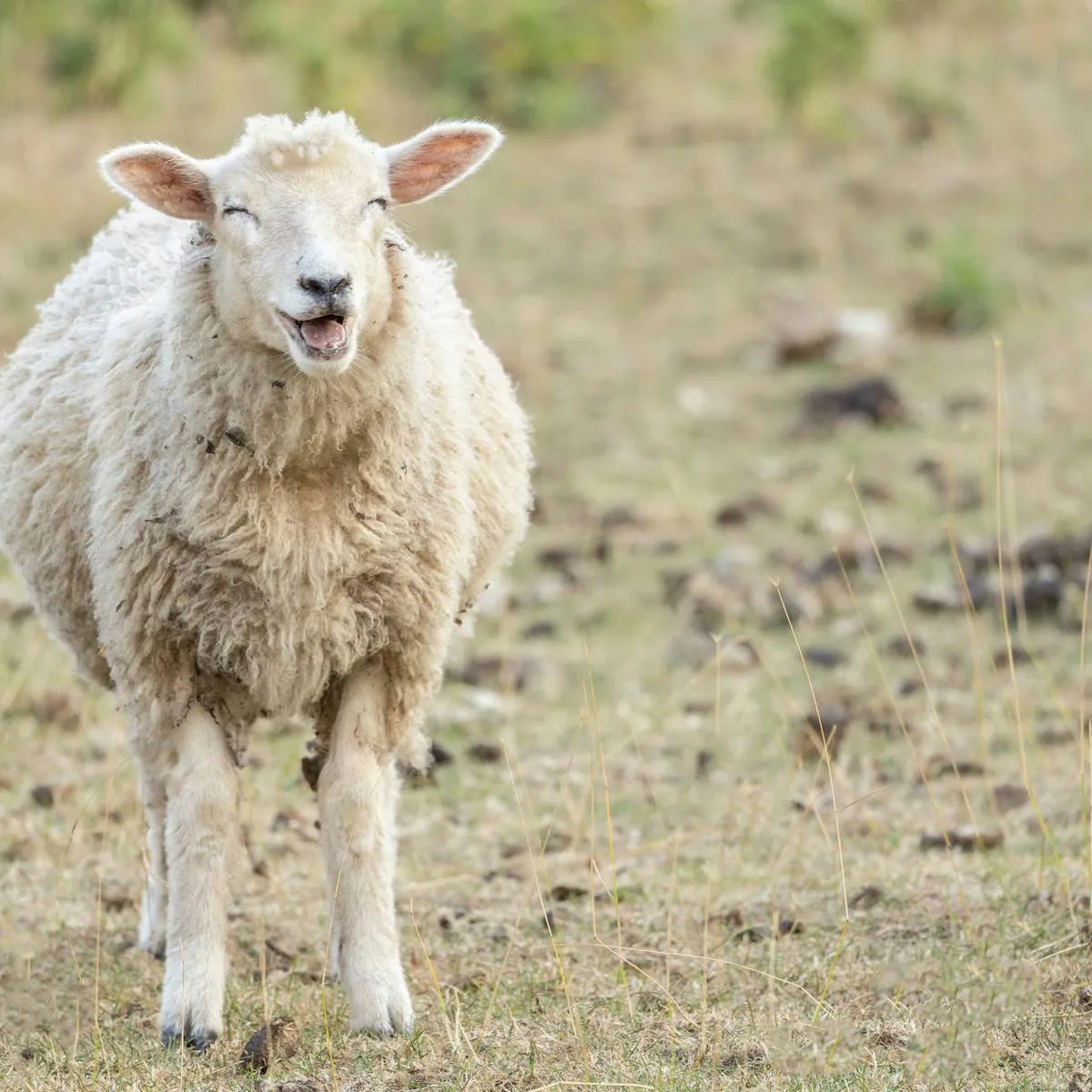 Sheep and Lamb Name Ideas: Over 200 Options from Adorable to Hilarious