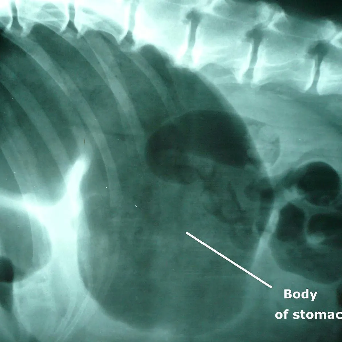 Swollen Abdomen in a Female Dog: Why You Shouldn't Delay Veterinary Care