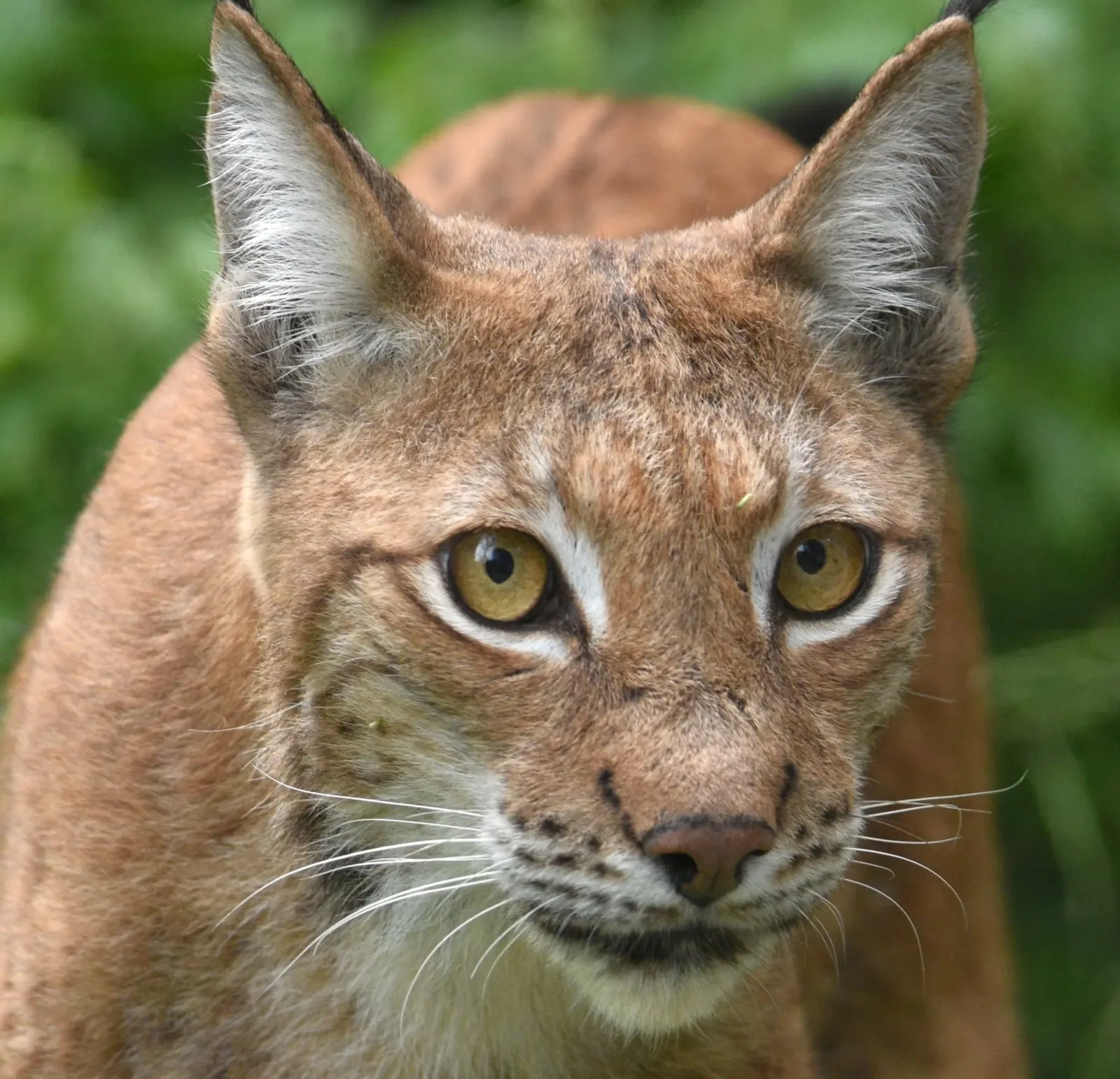 Bobcat close up