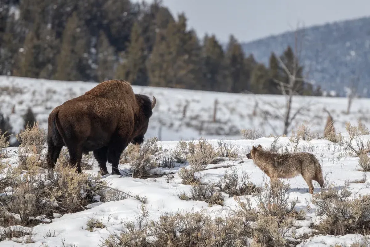 A bison and a wolf standing together on a snowy hill.
