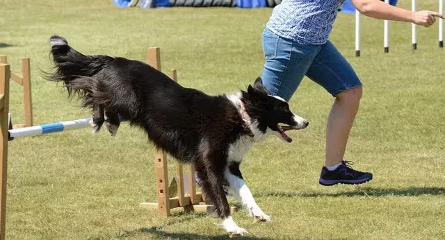 Border Collie doing course training