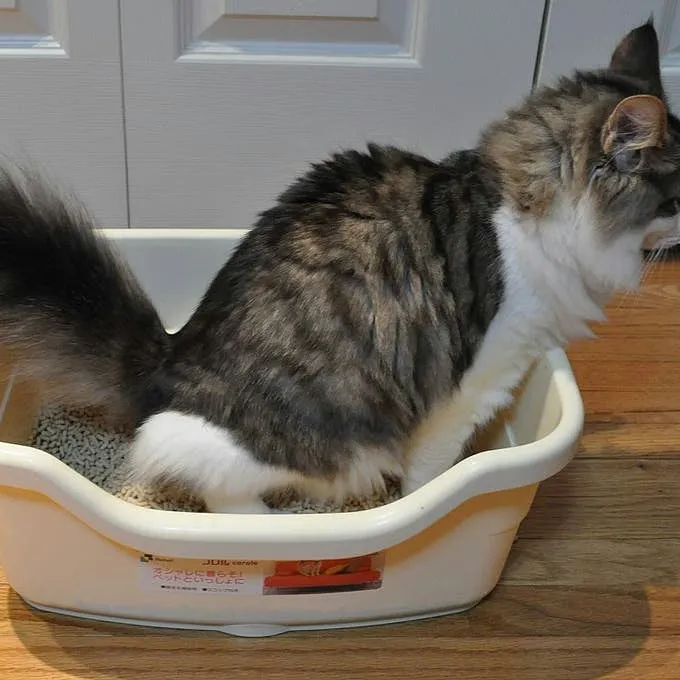 Keeping Your Cat's Litter Box Use on Track: A Comprehensive Guide