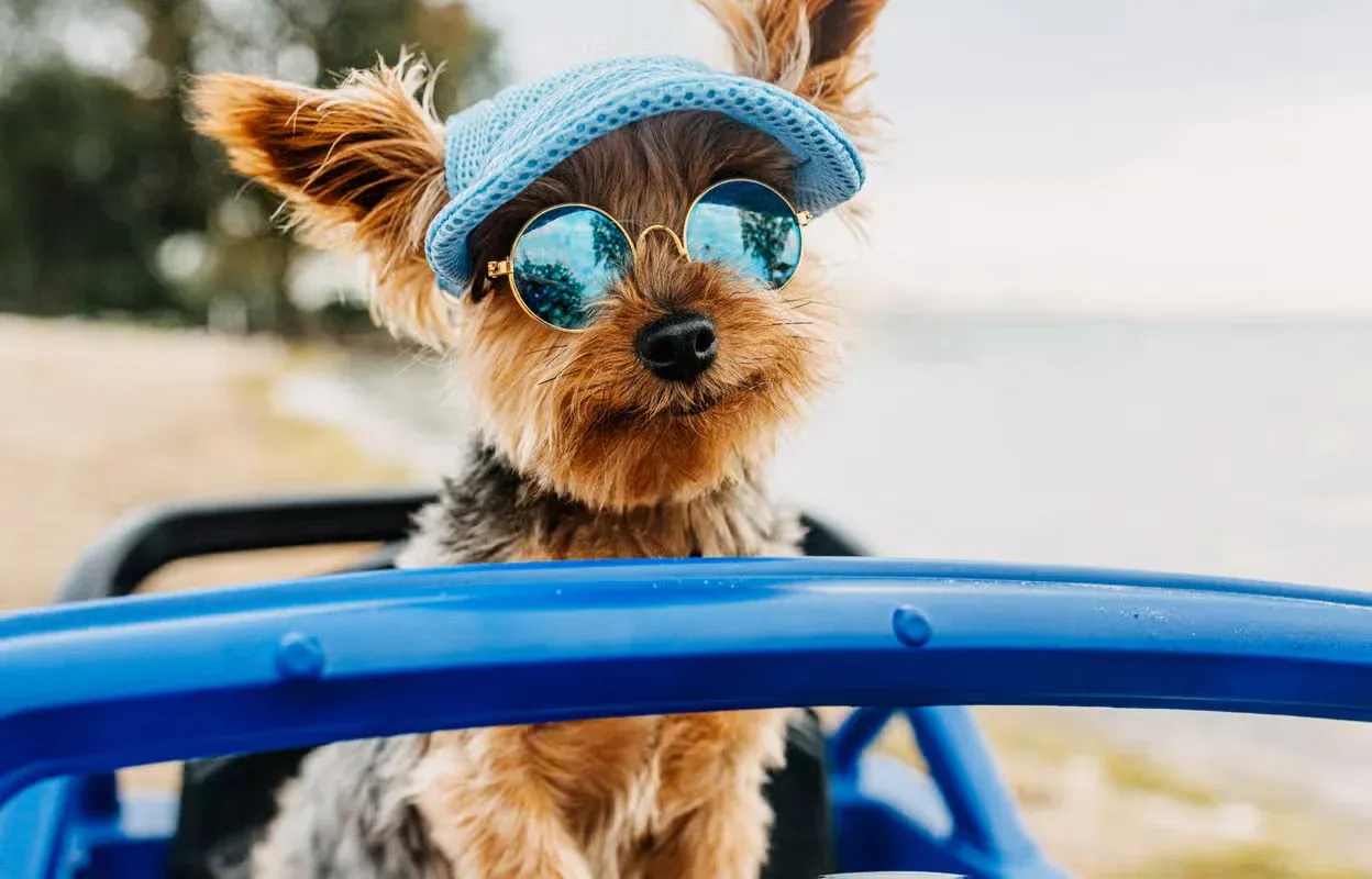 A dapper little dog sitting in a toy car wearing shades and a blue cap.