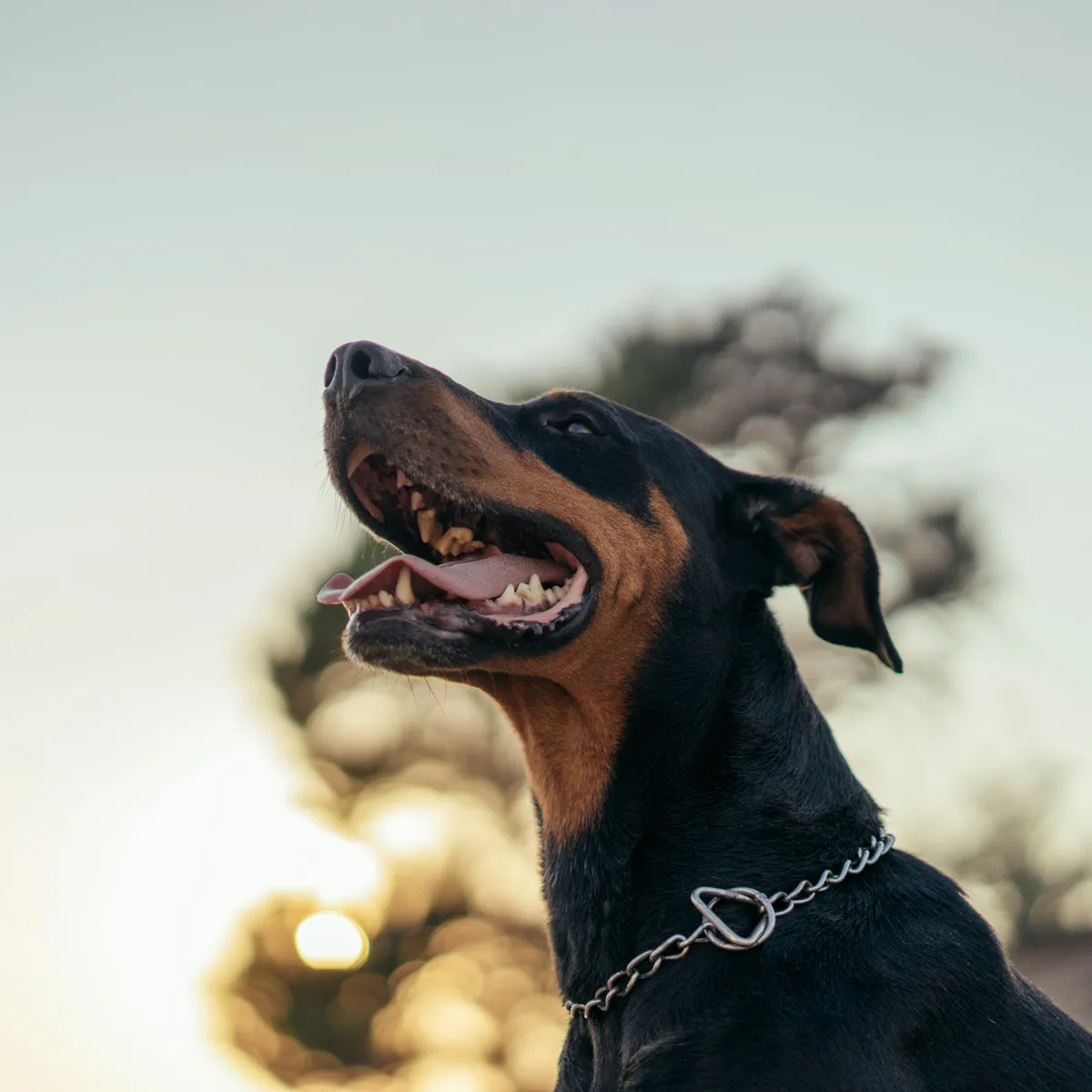 Managing Urinary Incontinence in Older Dogs: Options Beyond Standard Drugs