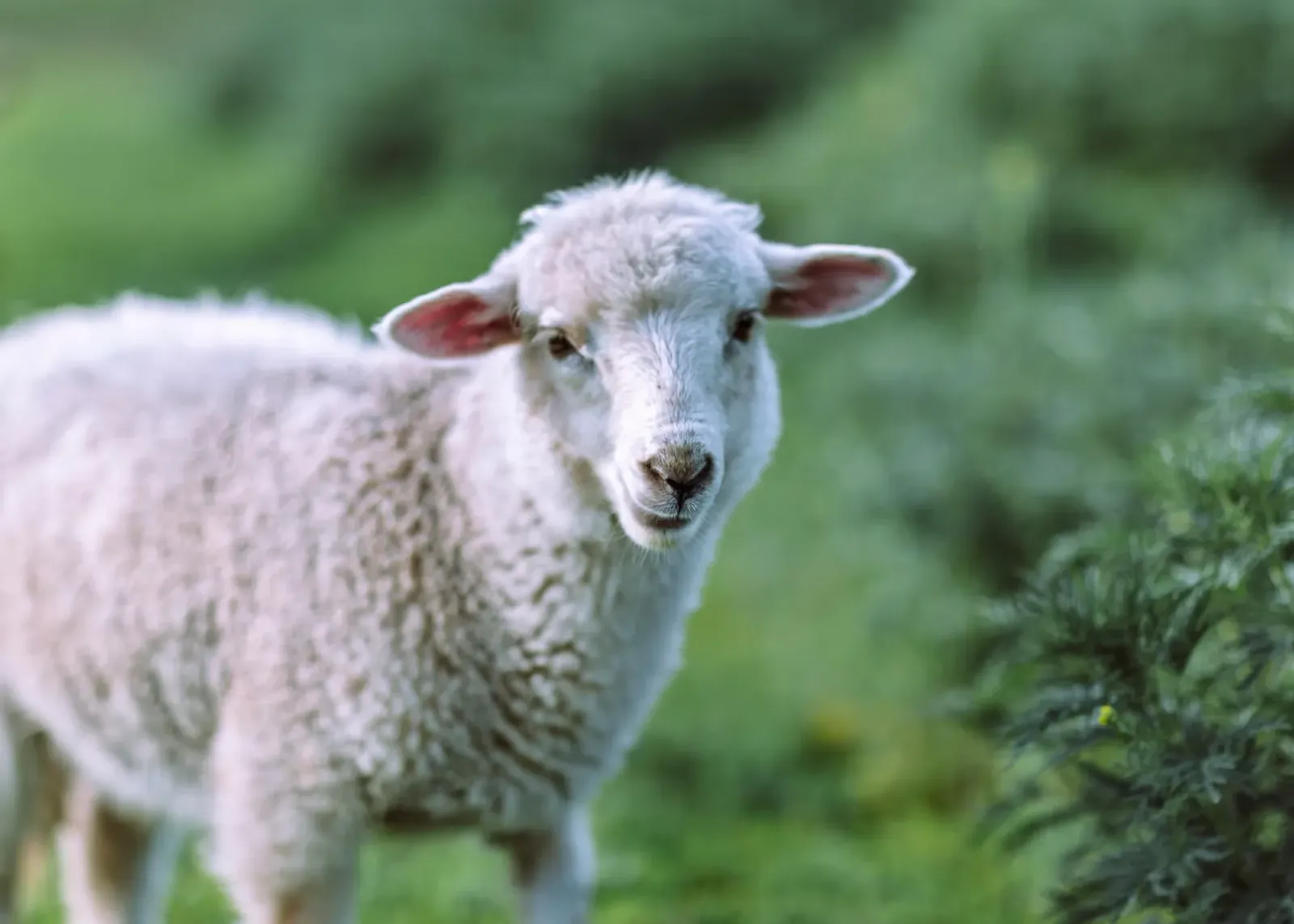 A white sheep in the grass.